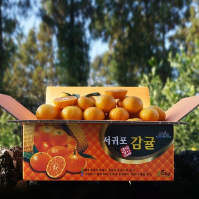 놓치면 후회! 불로황감귤🍊 리얼 후기 & 꿀팁 대방출!
