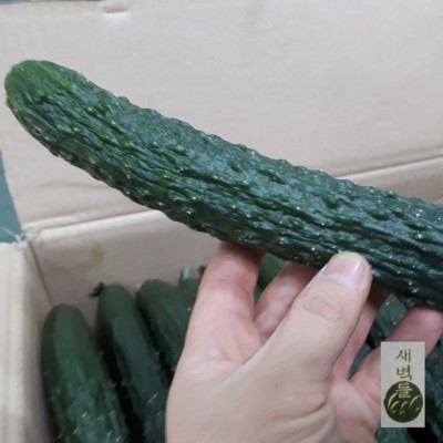 싱싱한 양구 가시오이 특가 할인 중! 놓치지 마세요!